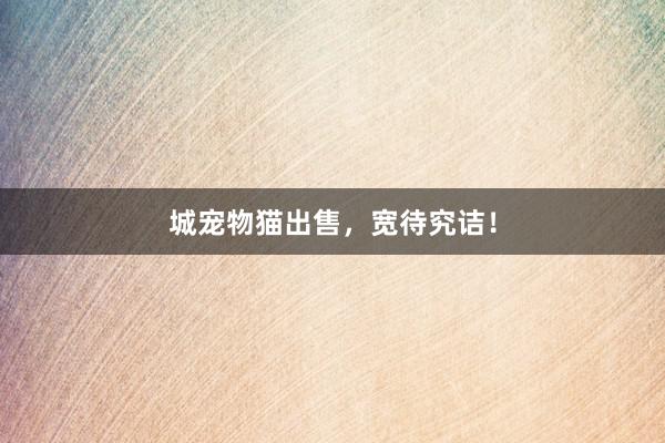 城宠物猫出售，宽待究诘！